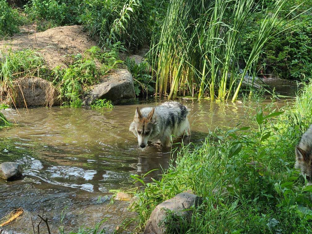 Ahead of International Wolf Day, NU sponsors Saginaw Zoo exhibit
