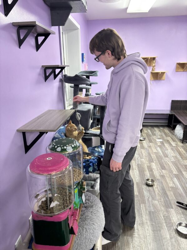A member of the Student Honors Association in a lavender hoodie interacts with an orange cat on a shelf in a room with purple walls, cat shelves, and pet food dispensers.