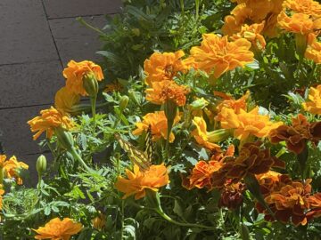 A yellow and black butterfly rests on vibrant orange marigold flowers, surrounded by green foliage in sunlight—a tranquil scene from Northwood's Project 100.