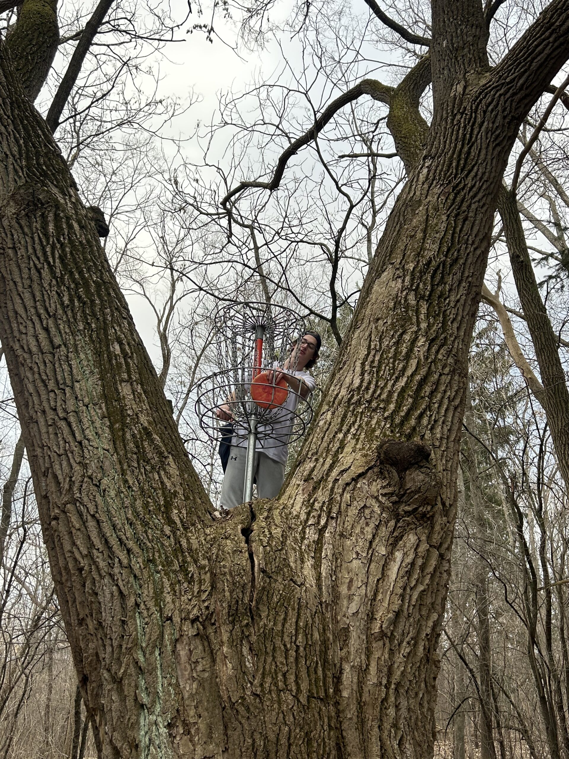 A person stands in the fork of a large tree holding a disc golf basket among leafless branches in a wooded area.