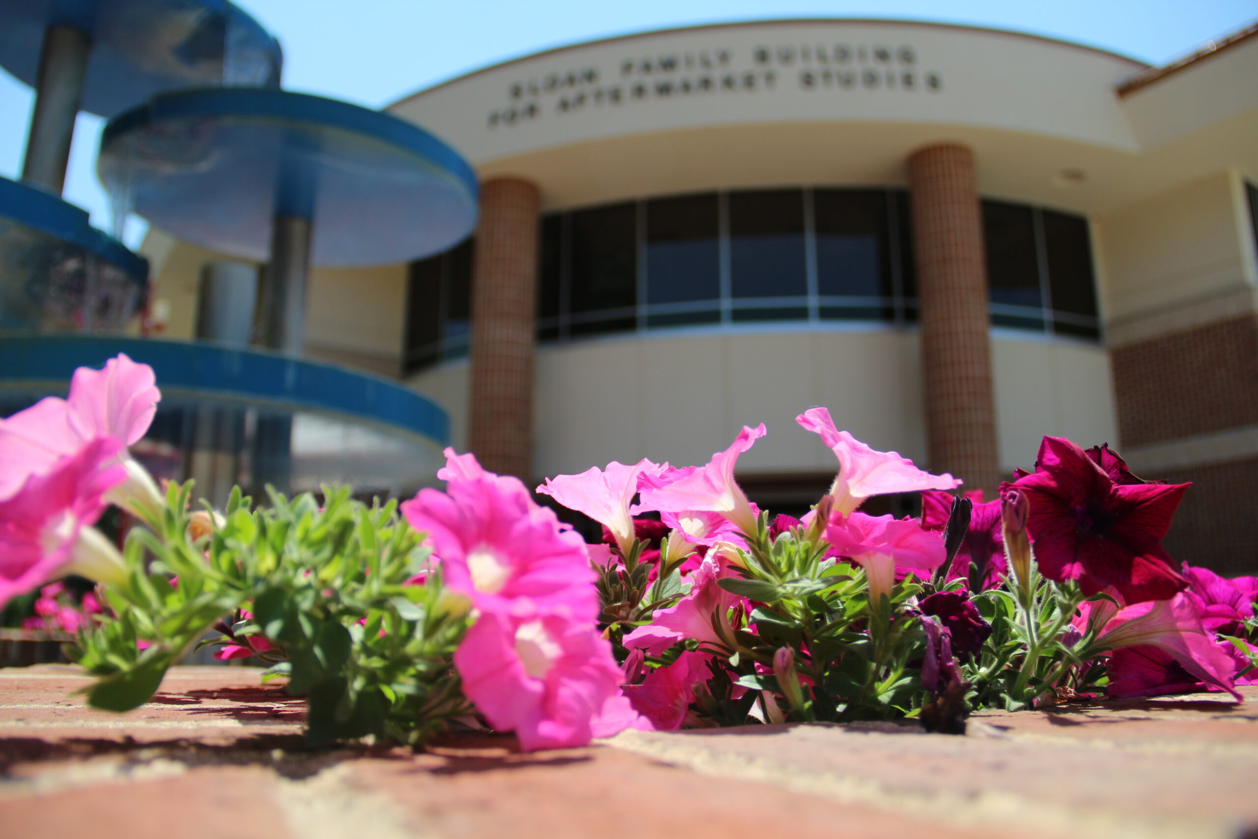 Pink and magenta flowers in the foreground with a blurred view of a brick building labeled “Glass Family Building for Multicultural Studies” in the background.
