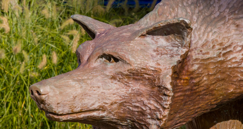 Close-up of a textured bronze wolf sculpture outdoors on one of the best college campuses, with tall grass in the background.